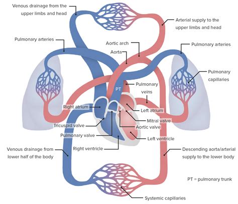 hipertensão pulmonar